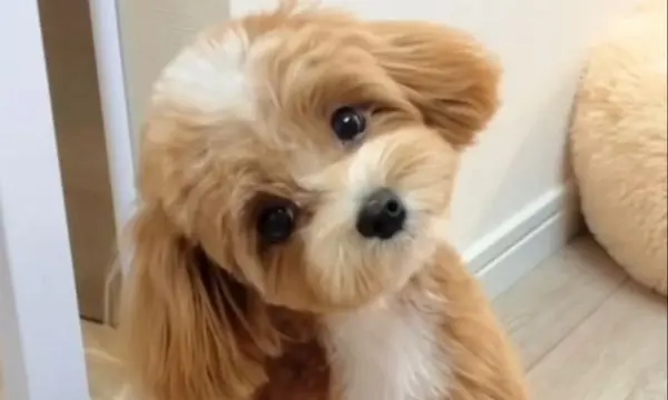 Maltipoo Puppy Whining or Crying