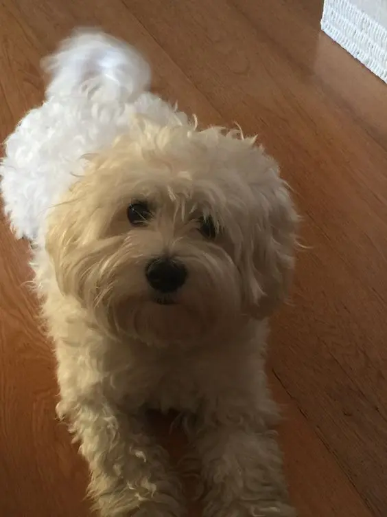 Maltipoo Anal Glands