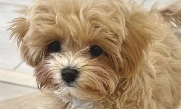 Maltipoo Puppy Whining or Crying