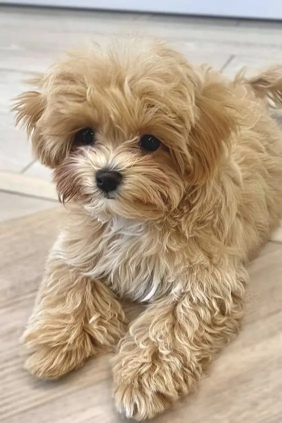 Maltipoo Puppy Whining or Crying