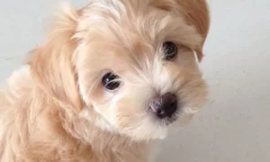 Is a Maltipoo a Good Dog