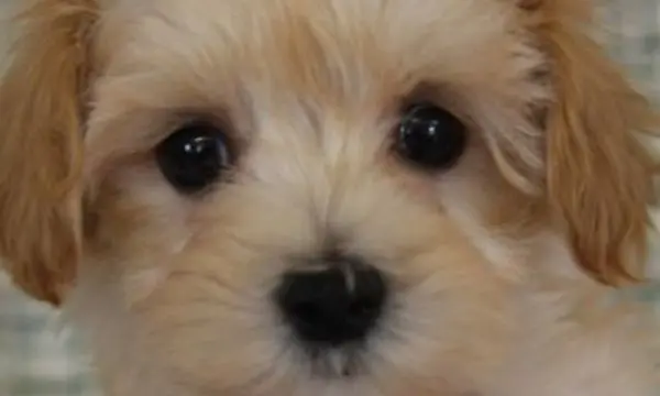 Maltipoo Eyes