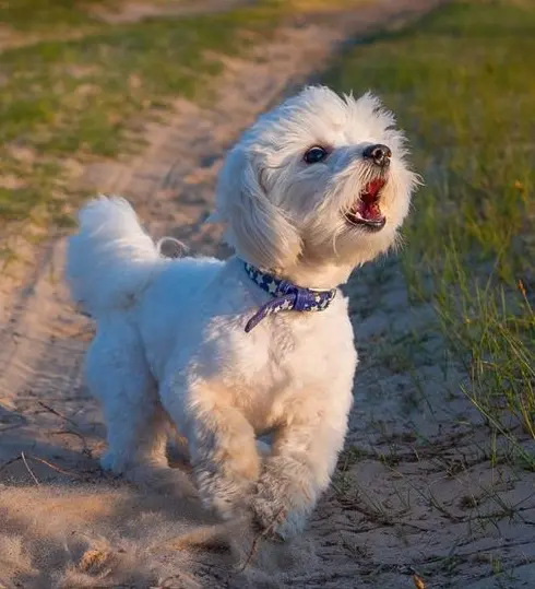 Maltipoo Barking