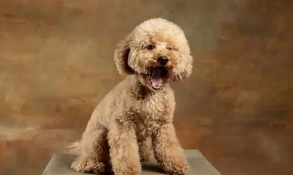 Maltipoo Barking