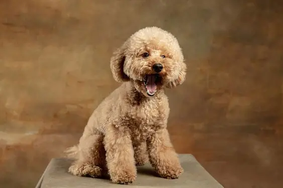 Maltipoo Barking