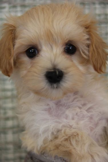 Maltipoo Eyes