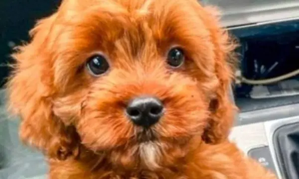 red maltipoo