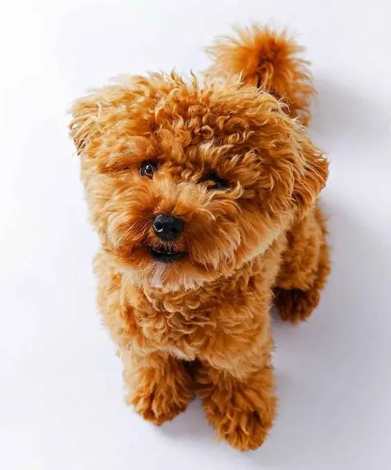 red maltipoo