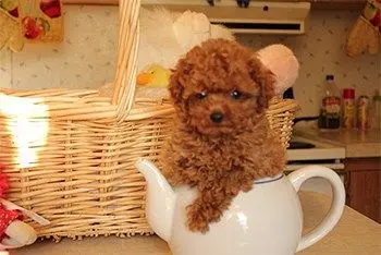 red maltipoo