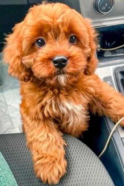 red maltipoo